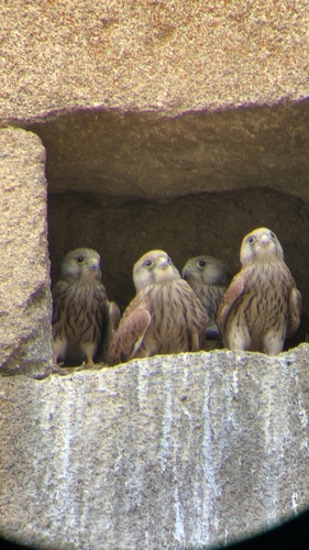 Lesser Kestrel