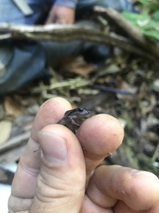 Craugastor podiciferus