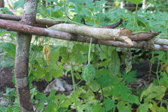 Cucumis anguria