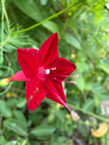 Cypress Vine