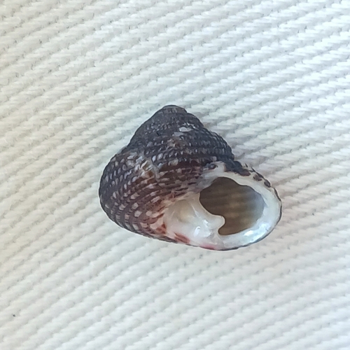 Clanculus corallinus observed 2026-06-25