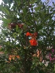 Punica granatum