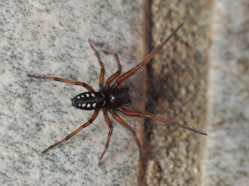 Nurscia albomaculata