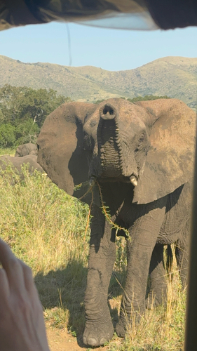 African Savanna Elephant