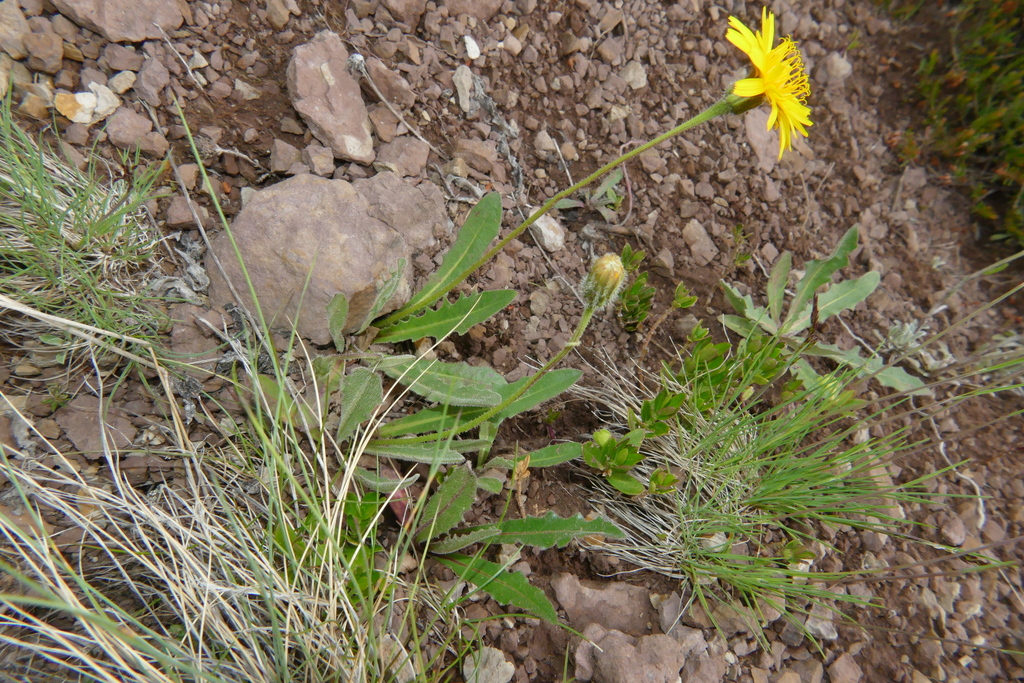 Leontodon dubius