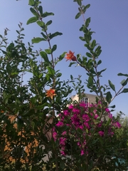 Punica granatum