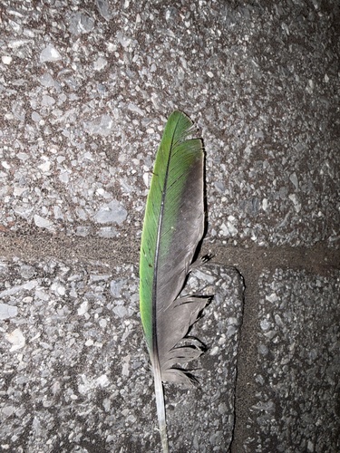 Rose-ringed Parakeet