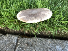 Agaricus