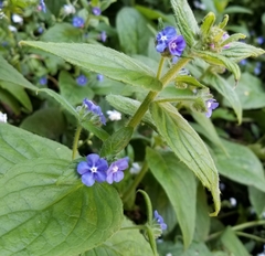Pentaglottis sempervirens