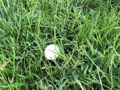 Agaricus