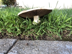 Agaricus