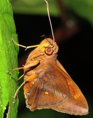 Talides sergestus