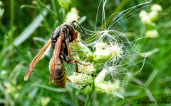 Polistes cinerascens