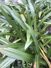 Hymenocallis speciosa