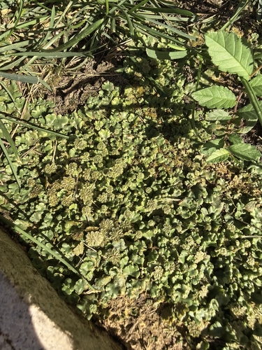 Common Liverwort