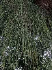 Rhipsalis baccifera