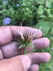 Echinacea sanguinea