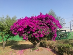 Bougainvillea