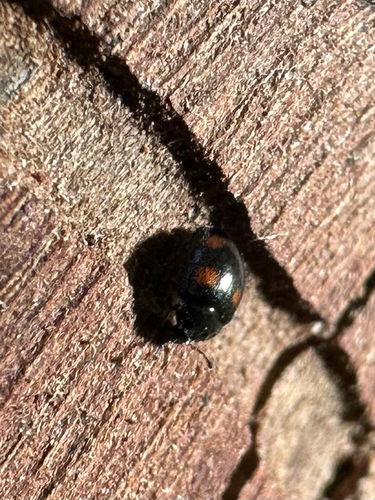 Aphanocephalus observed 2026-06-25