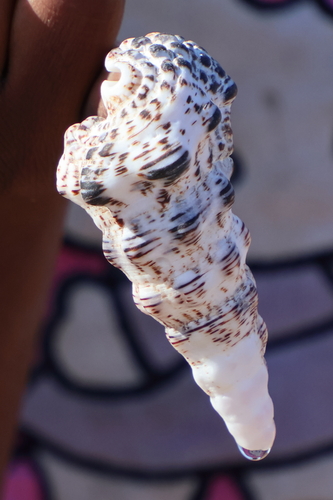 Cerithium nodulosum observed 2026-06-25