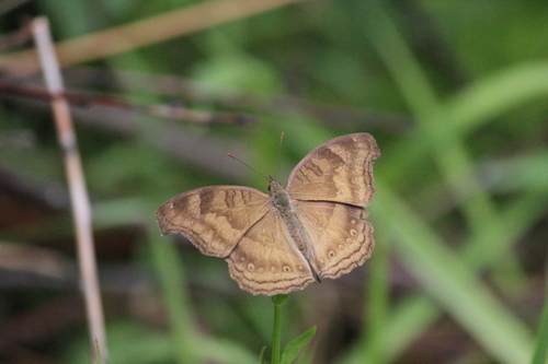 Chocolate Pansy