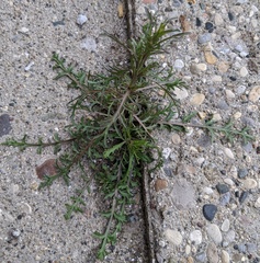 Lepidium ruderale
