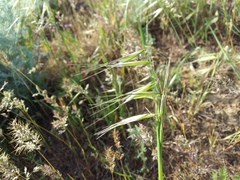 Avena clauda