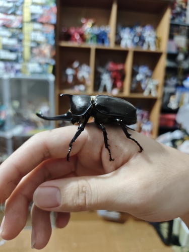 Japanese Rhinoceros Beetle