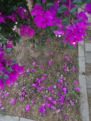 Bougainvillea