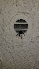 Segestria florentina