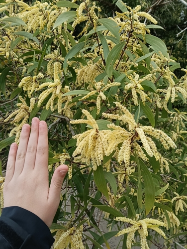 Acacia polystachya observed 2026-06-15
