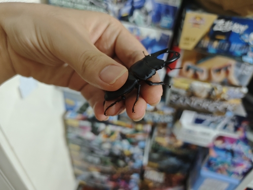 Hope's Stag Beetle