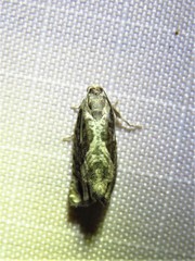 Cydia lacustrina