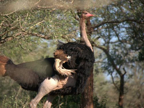 Southern Ostrich