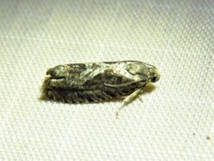 Cydia lacustrina