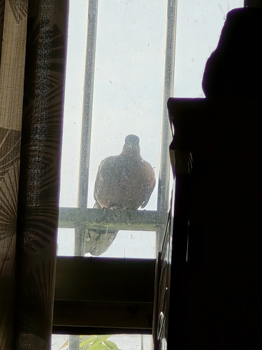 Spotted Dove