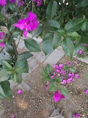 Bougainvillea