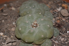 Lophophora