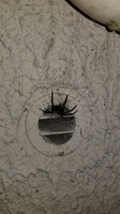 Segestria florentina