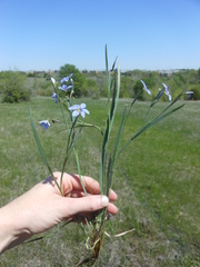 Sisyrinchium chilense