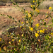 Acacia monticola