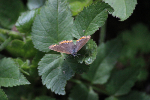 Sorrel Sapphire