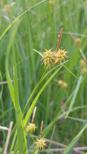 yellow-green sedge