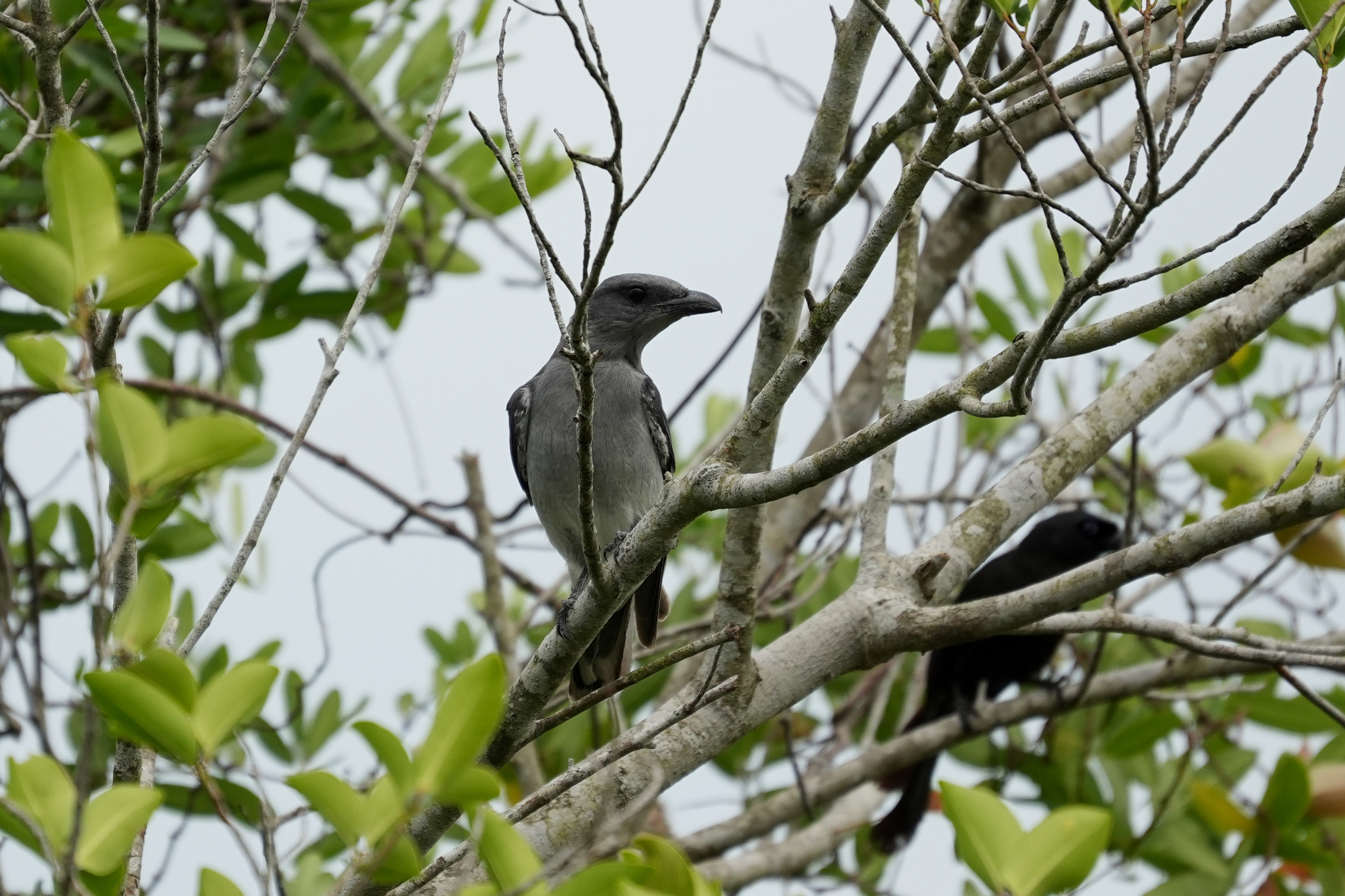 Oriental Cuckooshrike (Coracina javensis), photo 2