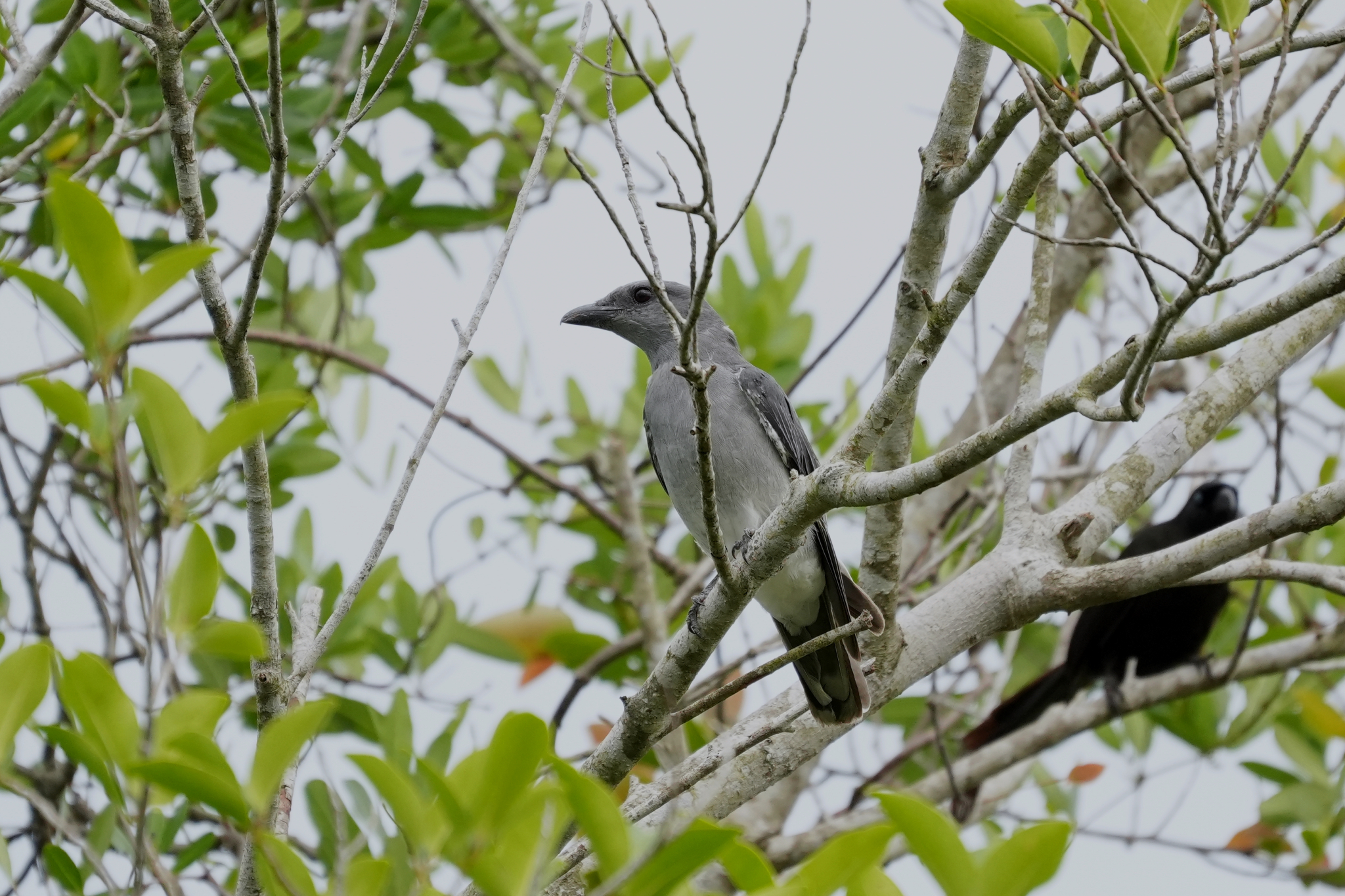 Oriental Cuckooshrike (Coracina javensis), photo 3