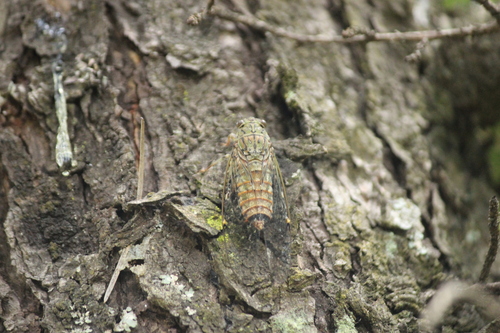 Aetanna tigroides