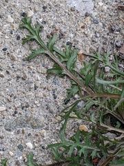 Lepidium ruderale