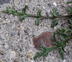 Lepidium ruderale