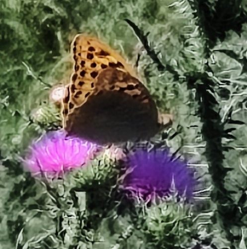 Cardinal Butterfly