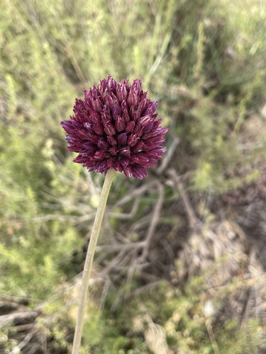 Round-headed Leek